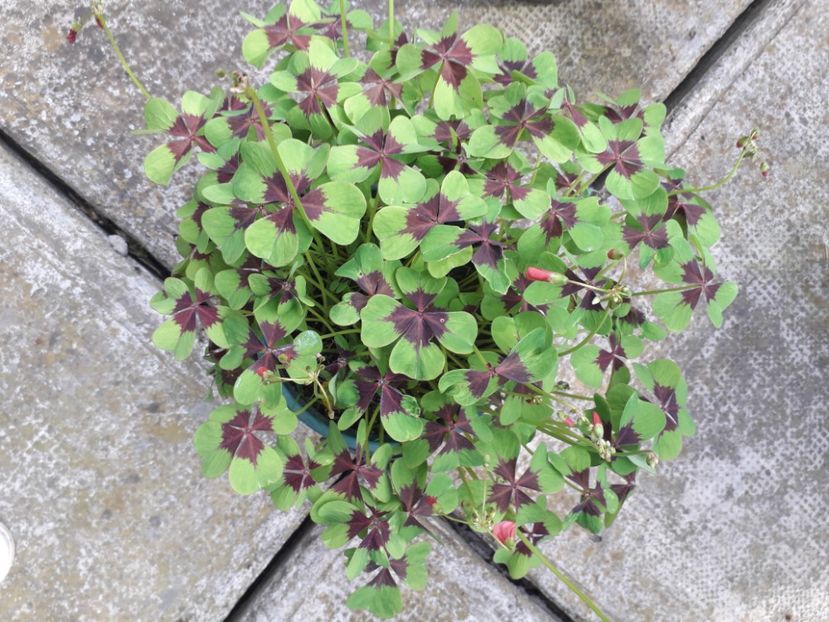 20230611_164940[1] - oxalis iron cross