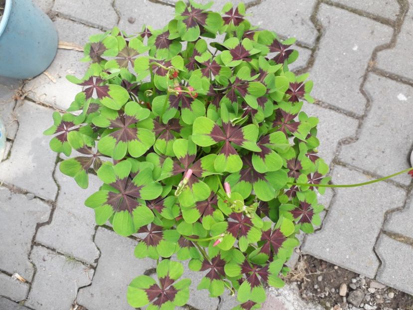 20230611_164729[1] - oxalis iron cross