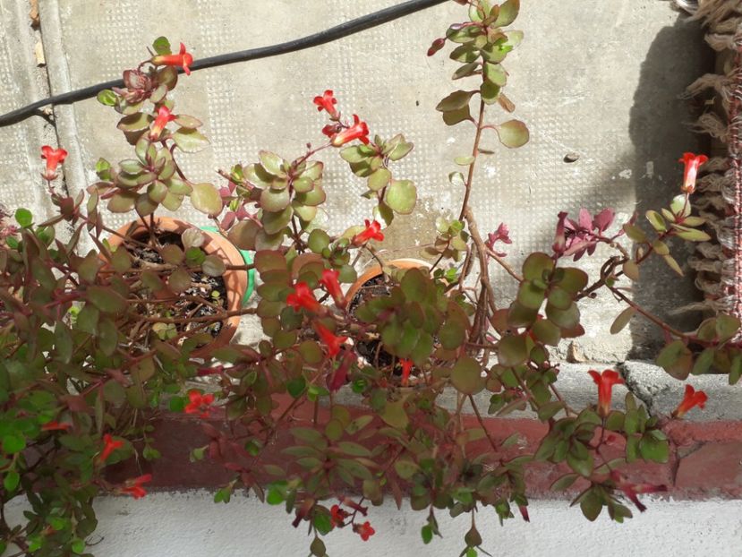 20230611_164703[1] - kalanckoe blossfeldiana