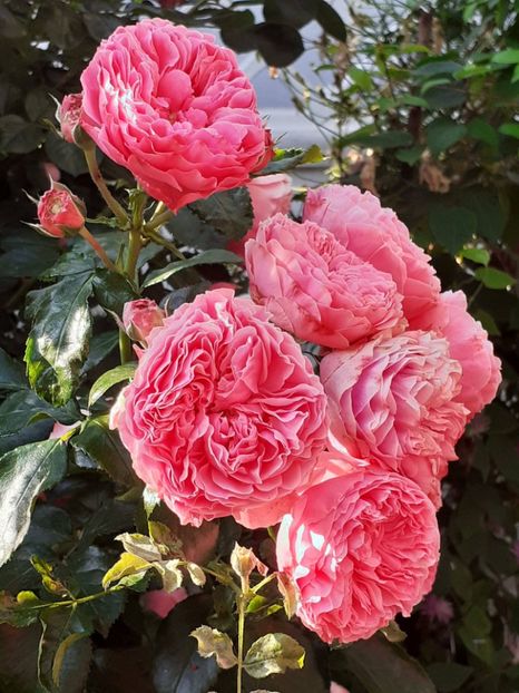  - Pink Leonardo 2021 - 2022 - 2023