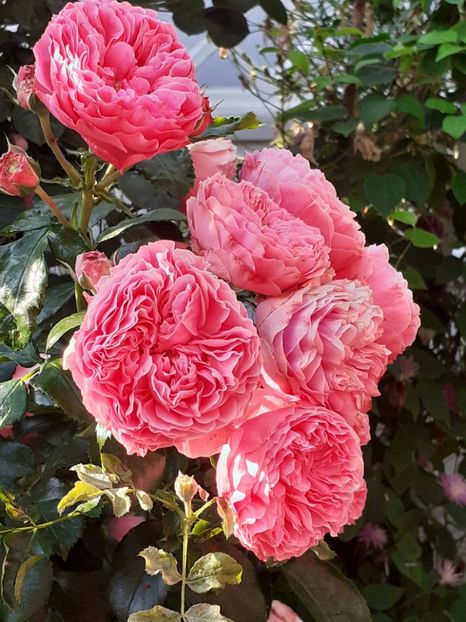  - Pink Leonardo 2021 - 2022 - 2023