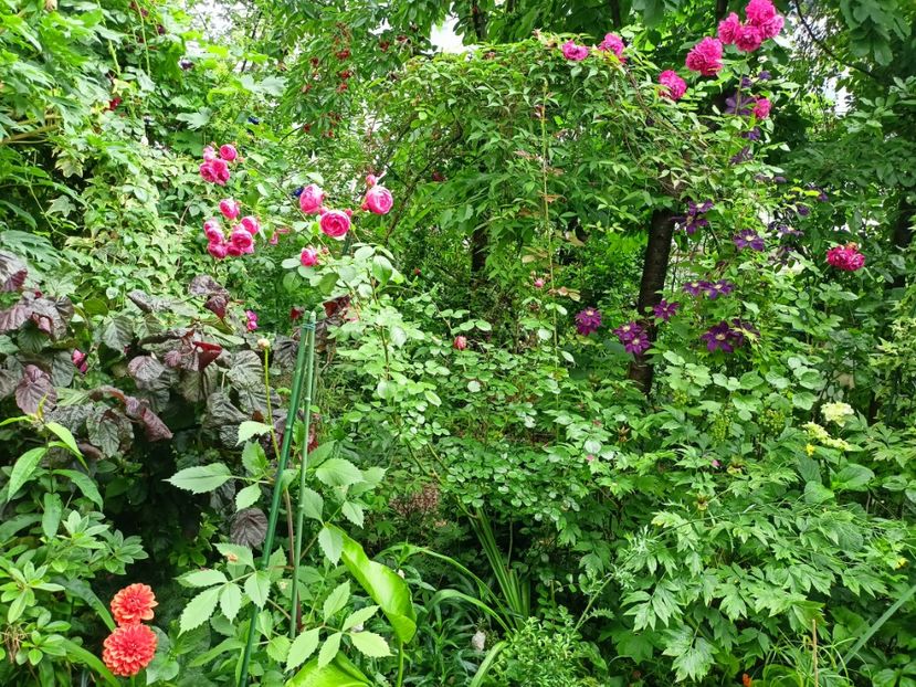  - Grădina 2023 continuare 3