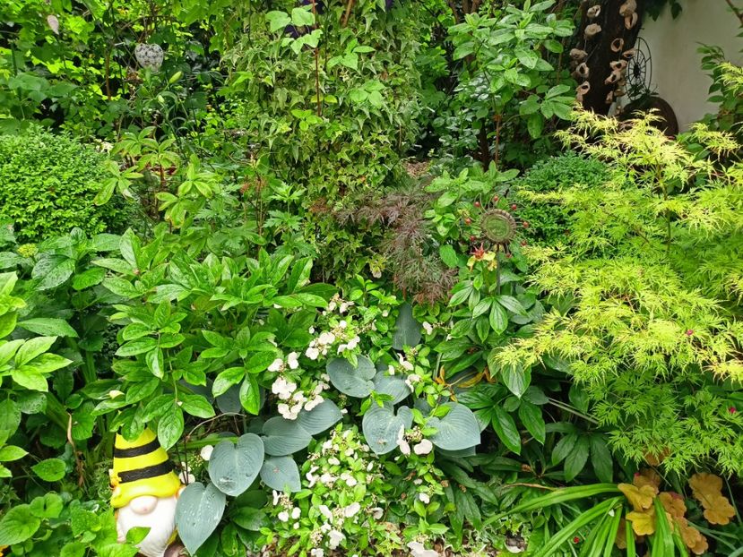  - Grădina 2023 continuare 3