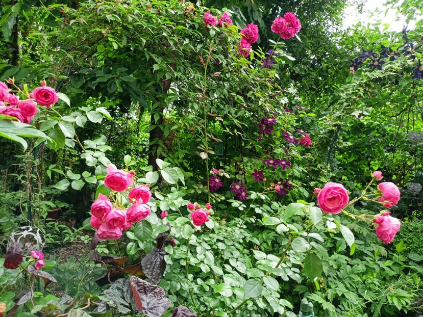  - Grădina 2023 continuare 3