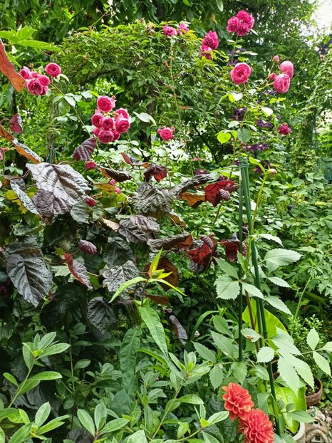  - Grădina 2023 continuare 3