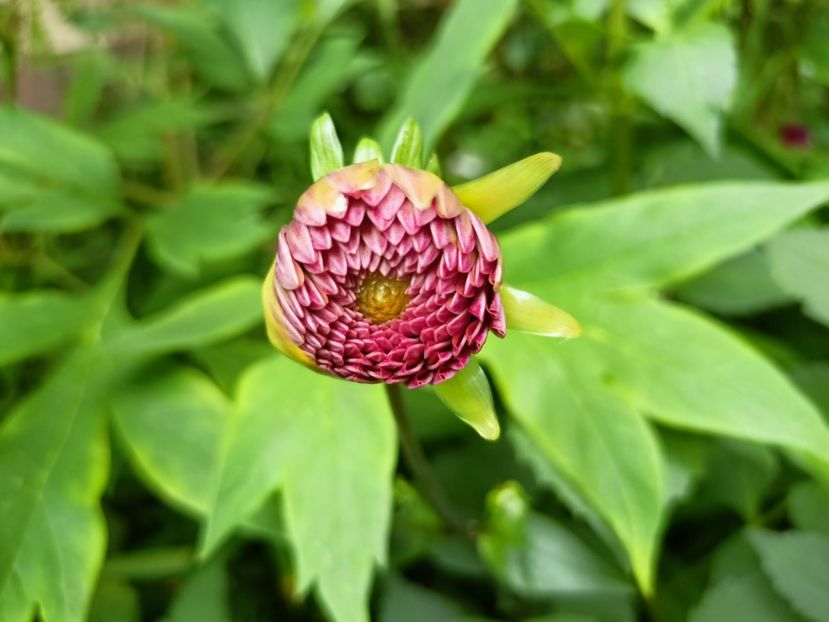  - Grădina 2023 continuare 3