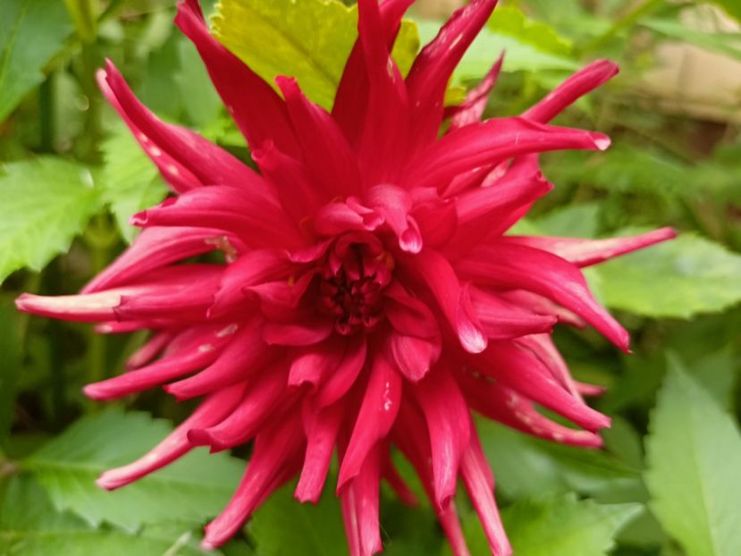 Red Pigmy - Grădina 2023 continuare 3