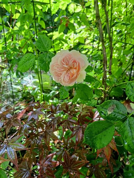  - Grădina 2023 continuare 3