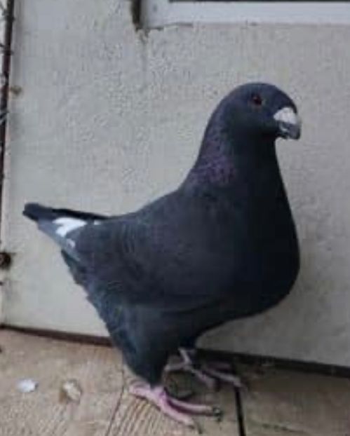 1AA70709-38B1-4FB0-9C8C-5FE4E74120FB - AMERICAN GIANT HOMER 2025