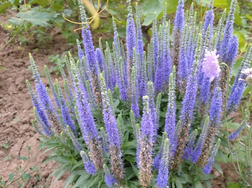  - Flori de gradina-2023