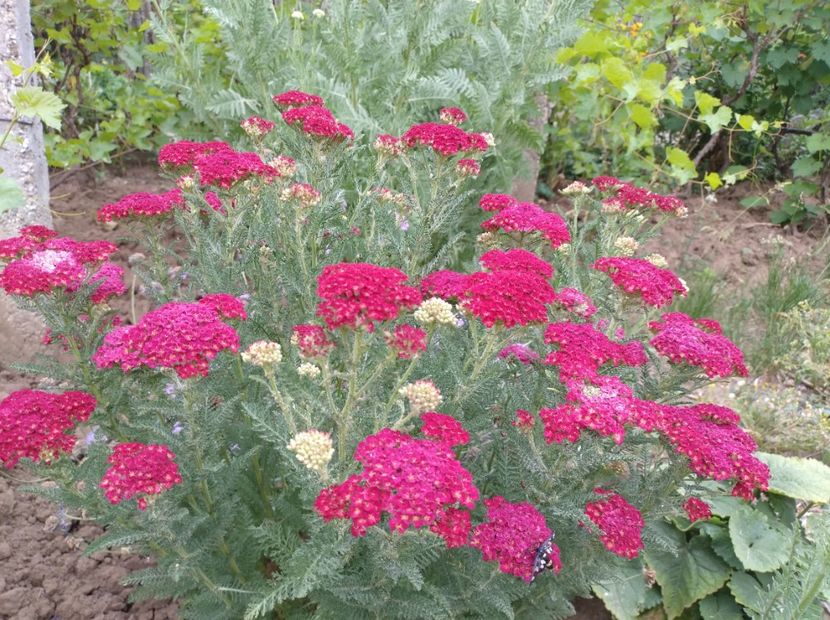  - Flori de gradina-2023