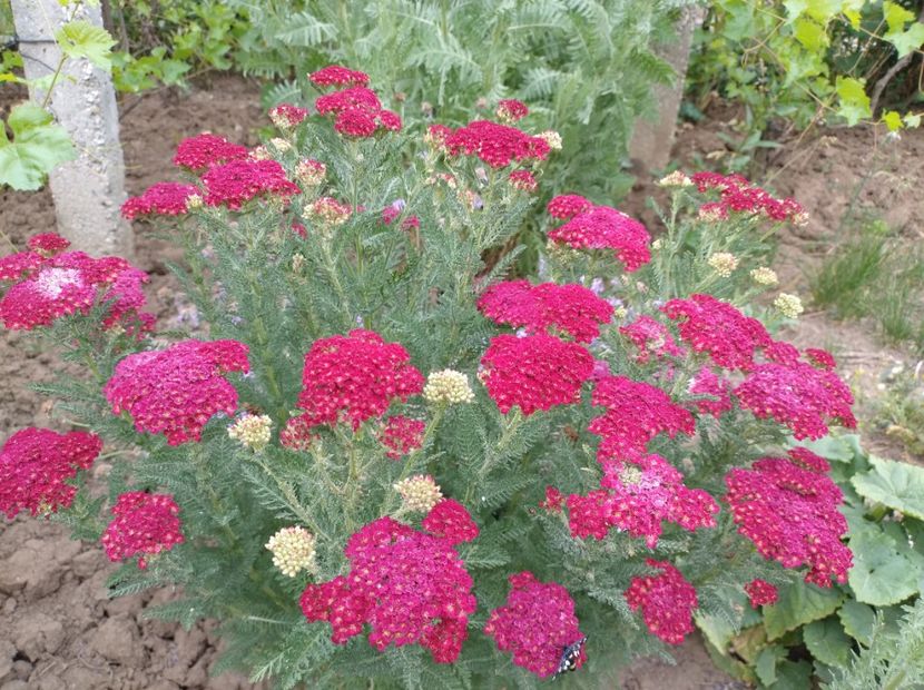  - Flori de gradina-2023