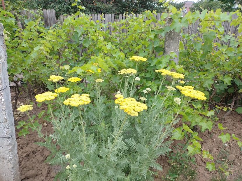  - Flori de gradina-2023