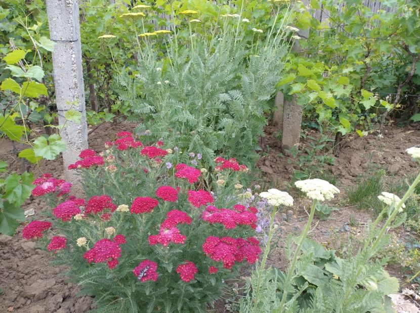  - Flori de gradina-2023