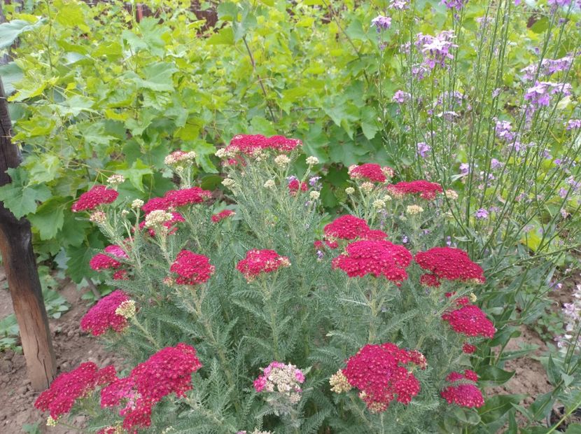  - Flori de gradina-2023