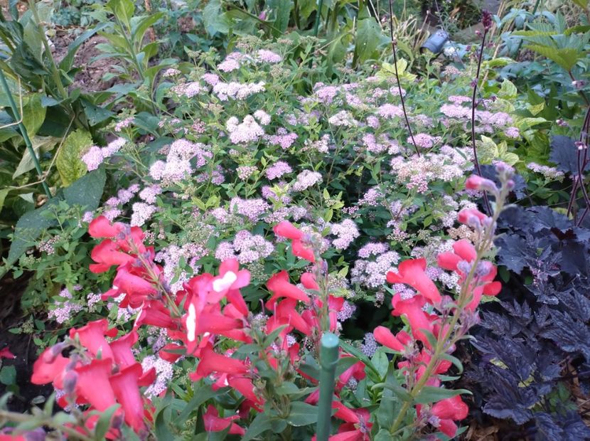  - Flori de gradina-2023