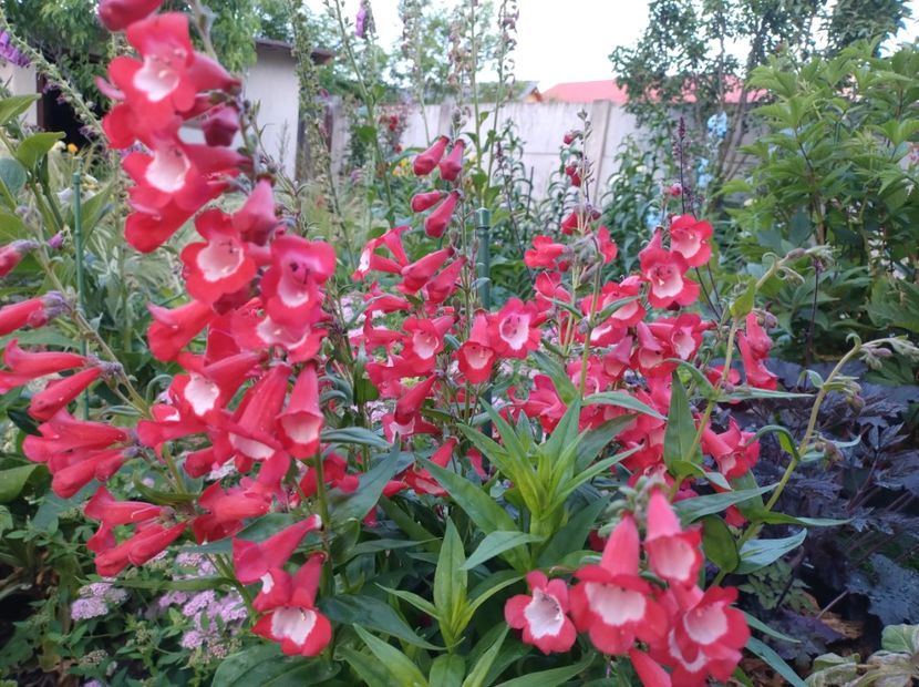  - Flori de gradina-2023