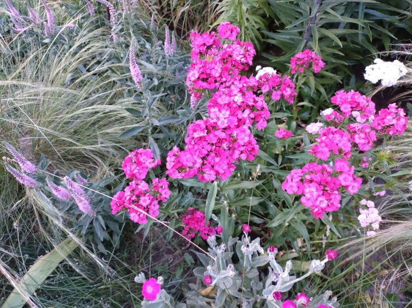  - Flori de gradina-2023