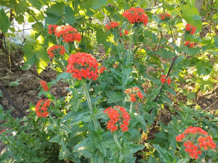  - Flori de gradina-2023