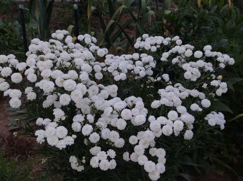  - Flori de gradina-2023