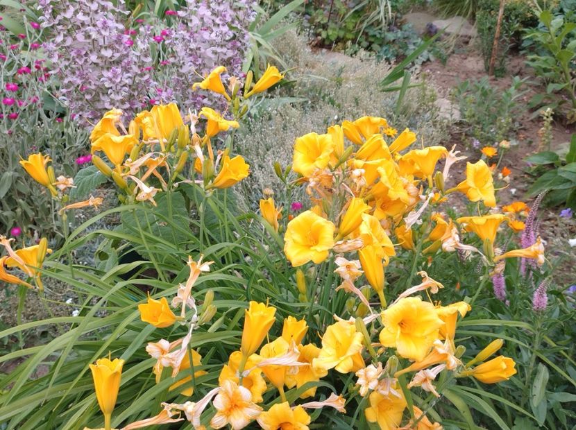  - Flori de gradina-2023