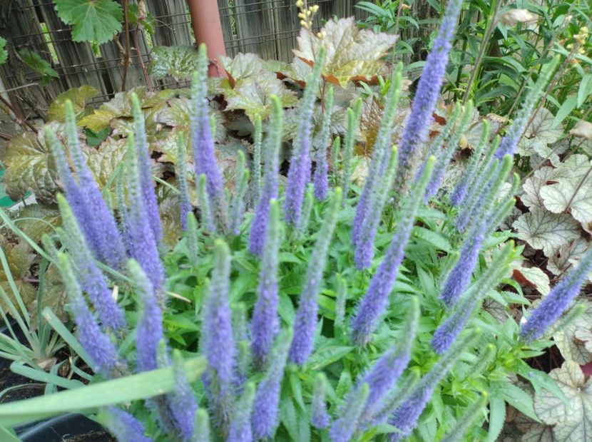  - Flori de gradina-2023