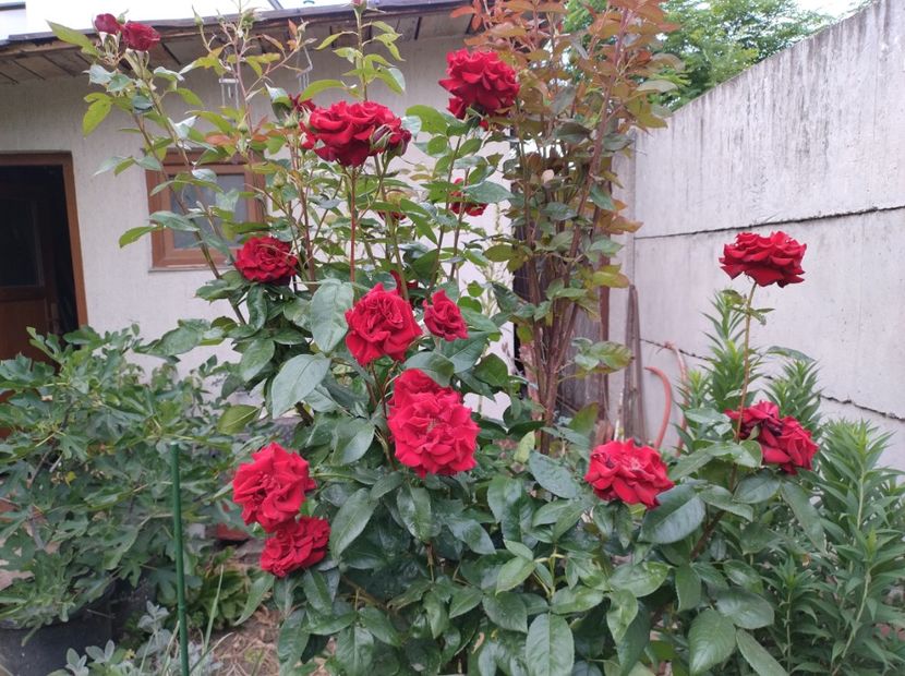  - Flori de gradina-2023