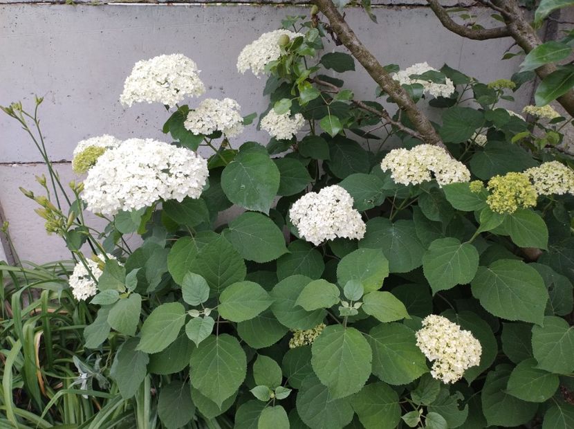  - Flori de gradina-2023