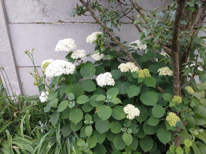  - Flori de gradina-2023