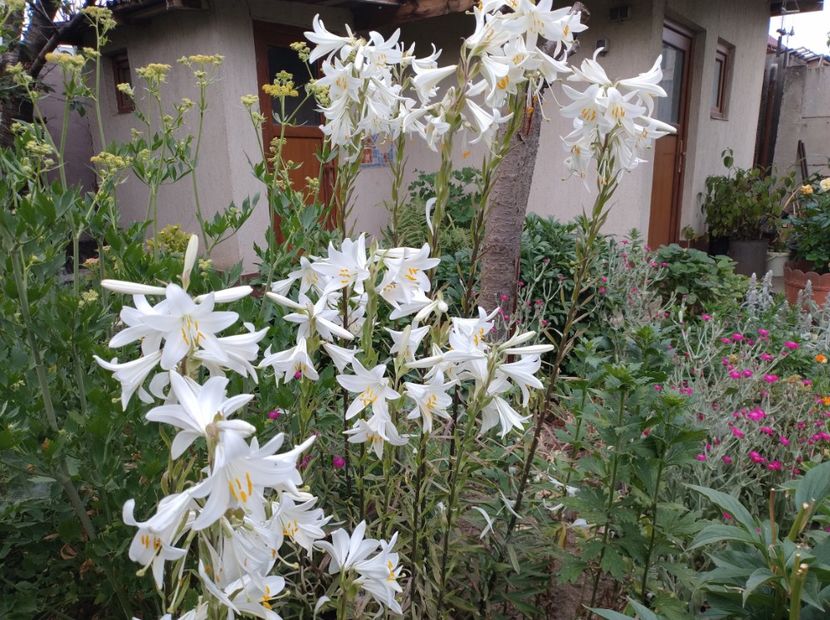  - Flori de gradina-2023