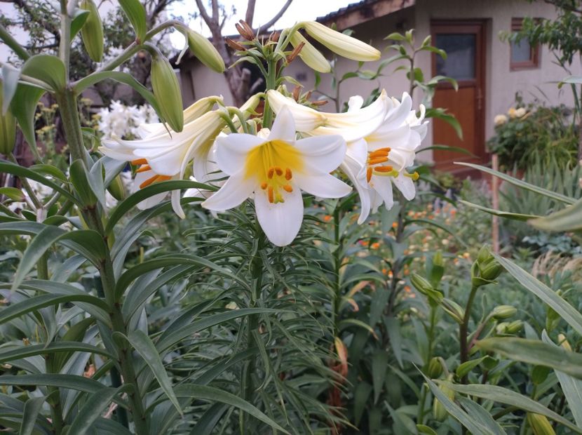  - Flori de gradina-2023