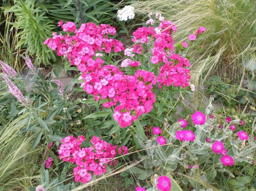  - Flori de gradina-2023