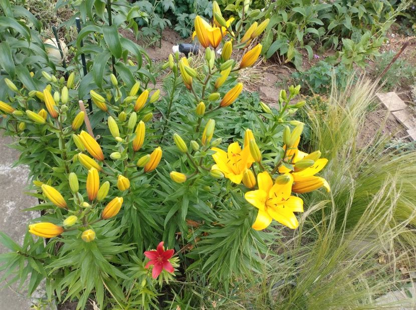  - Flori de gradina-2023