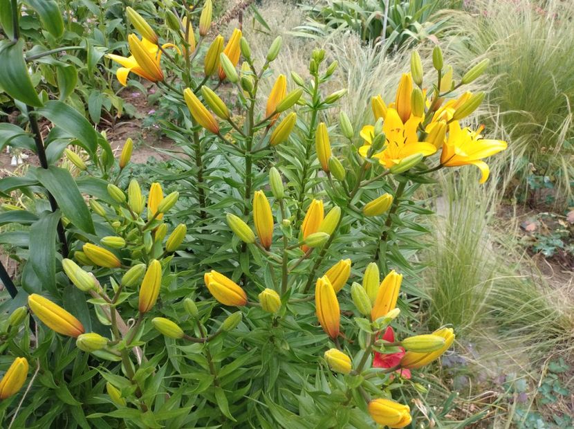  - Flori de gradina-2023