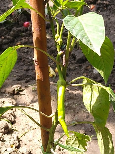 Ardei iute - Gradina