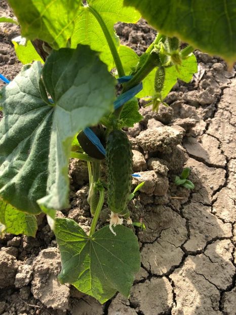 IMG-20230607-WA0032 - Gradina