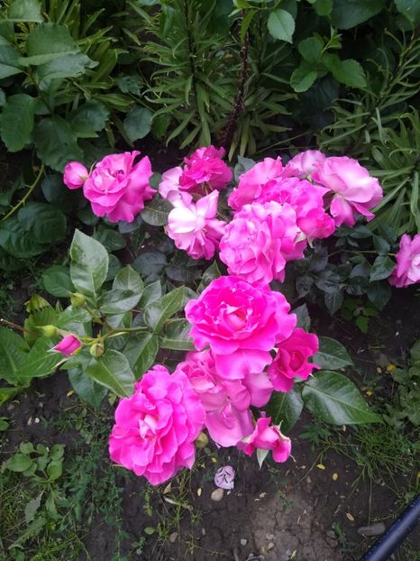 Trandafiri de damasc / de dulceață - Gradina