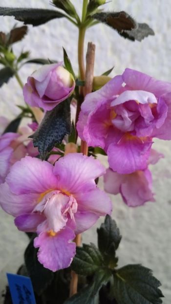  - BriD s Wanda