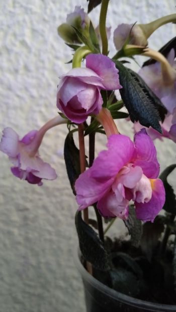  - BriD s Wanda