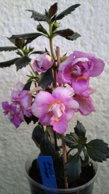  - BriD s Wanda