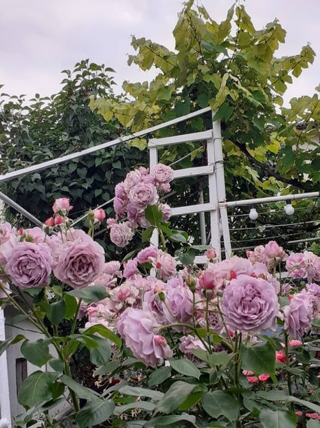  - Novalis 2022- 2023-2024