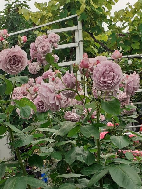  - Novalis 2022- 2023-2024