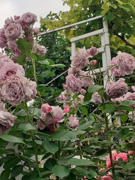  - Novalis 2022- 2023-2024