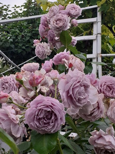  - Novalis 2022- 2023-2024