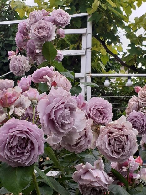  - Novalis 2022- 2023-2024