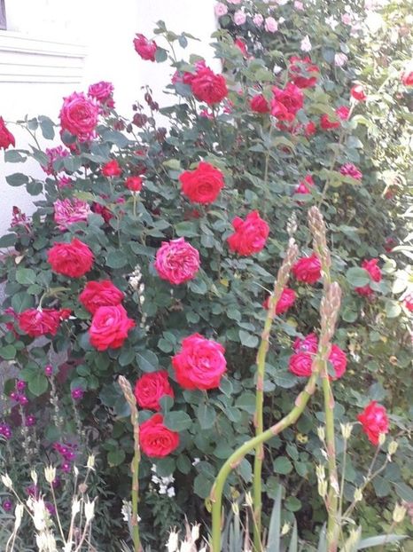  - Trandafiri in gradina mea
