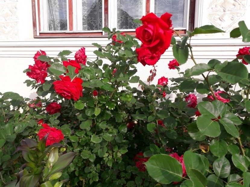  - Trandafiri in gradina mea