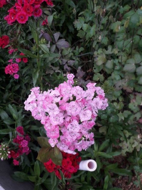 115713829 (1) - dianthus