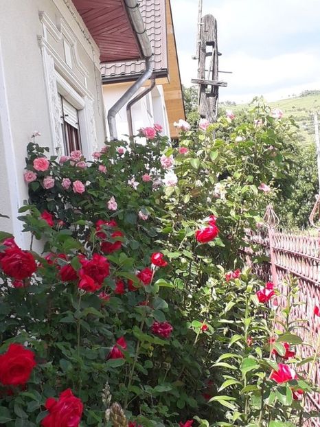 115713846 (1) - Trandafiri in gradina mea