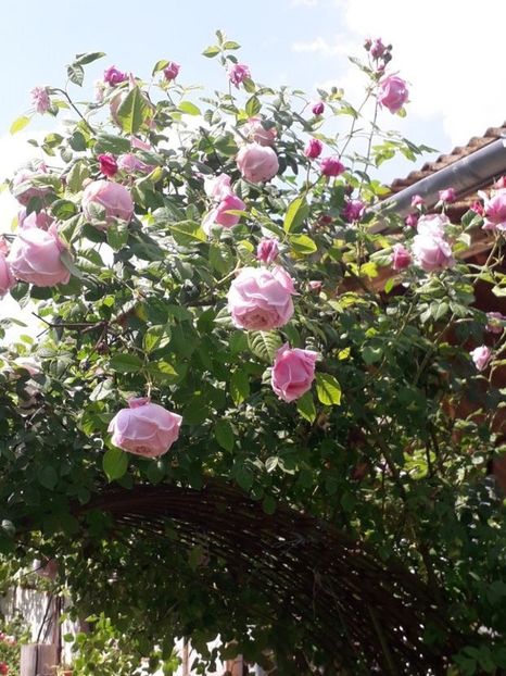  - Trandafiri in gradina mea